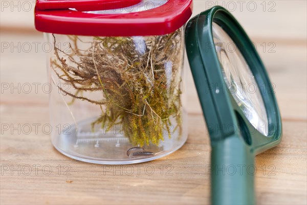 Millipede (Myriapoda) or centipede with moss in cup magnifying glass with red lid, green magnifying glass next to it, on wooden table, nature experience, observation of nature, macro shot, close-up, Lower Saxony, Germany, Europe