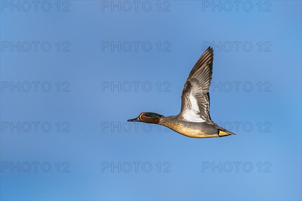 Eurasian Teal, Anas crecca, male in flight on blue sky