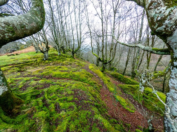 Beautiful Beech forest at the top of Mount Adarra, municipality of Urnieta in Gipuzkoa. Basque Country
