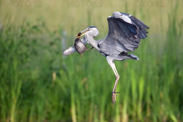 Grey heron preys on little grebe