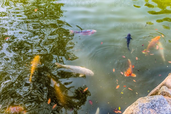 Group of Koi swimming in greenish colored water in Hiroshima, Japan, Asia