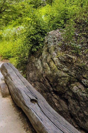 Park bench made of long cut log under shade tree beside large boulder on hiking trail in recreational forest in South Korea