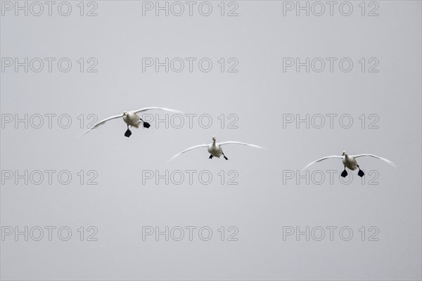 Tundra swans (Cygnus bewickii), flying, Emsland, Lower Saxony, Germany, Europe