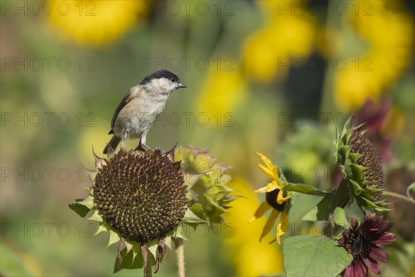 Marsh tit (Poecile palustris) adult bird on a Sunflower (Helianthus spp) seed head, Suffolk, England, United Kingdom, Europe