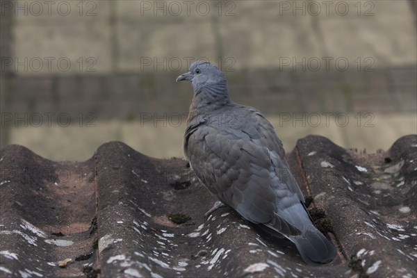 Wood pigeon (Columba palumbus) juvenile bird on a roof top, Suffolk, England, United Kingdom, Europe