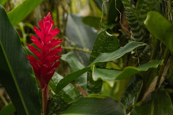 Orchid and bromeliad flower beds in botanical garden, selective focus, copy space, malaysia, Kuching orchid park