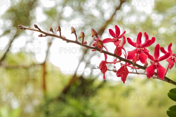 Purple vanda orchid flower in botanical garden, selective focus, copy space, malaysia, Kuching orchid park