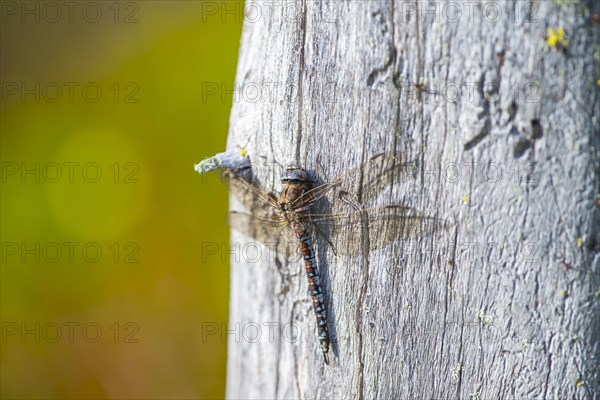 Zigzag darner (Aeshna sitchensis) sitting on a tree stump, dragonfly, close-up, nature photograph, Tinn, Vestfold, Norway, Europe