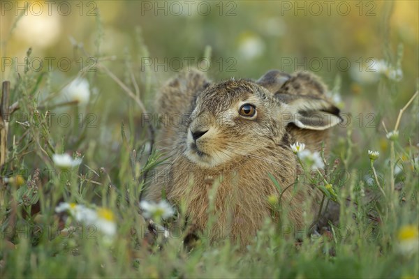 Brown hare (Lepus europaeus) juvenile leveret amongst summer flowers, Suffolk, England, United Kingdom, Europe