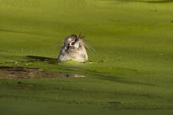 European Otter (Lutra lutra) adult feeding on a fish in a lake, Suffolk, England, United Kingdom, Europe