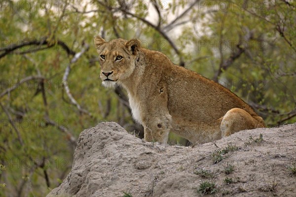 Lion (Panthera leo), adult, female, alert, on rocks, Sabi Sand Game Reserve, Kruger National Park, Kruger National Park, South Africa, Africa