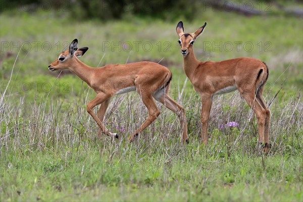 Black Heeler Antelope, (Aepyceros melampus), two young animals, alert, Kruger National Park, Kruger National Park, South Africa, Africa