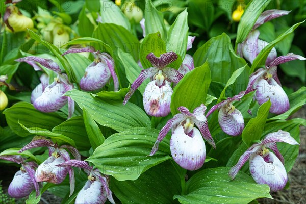 Beautiful orchid flowers of pink color with green leaves in the garden. Lady's-slipper hybrids. Close up