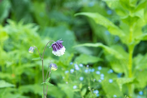 Beautiful columbine or aquilegia purple flowers in the garden, selective focus