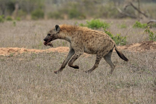 Spotted hyena (Crocuta crocuta), adult, with prey, carrying prey, running, Sabi Sand Game Reserve, Kruger National Park, Kruger National Park, South Africa, Africa