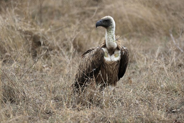 White-backed vulture (Gyps africanus), adult, alert, on ground, Sabi Sand Game Reserve, Kruger National Park, Kruger National Park, South Africa, Africa