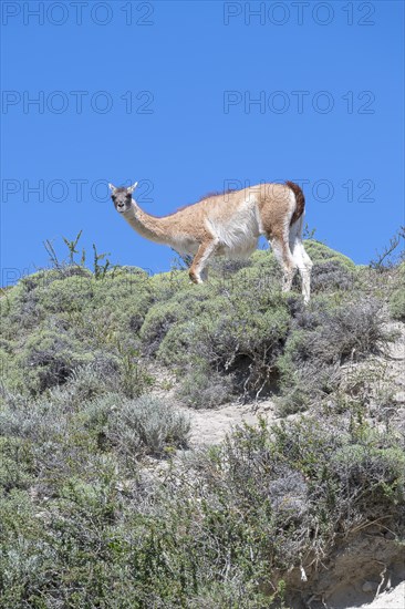 Guanaco (Llama guanicoe), Huanako, Torres del Paine National Park, Patagonia, End of the World, Chile, South America