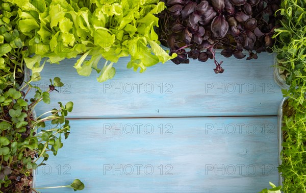 Set of boxes with microgreen sprouts of purple and green basil, sunflower, radish, sorrel, pea, lettuce on blue wooden background. Top view, flat lay, frame, copy space