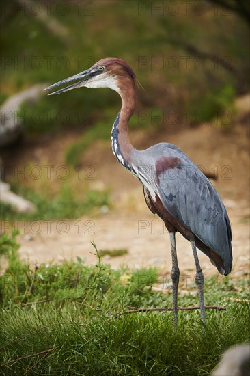 Goliath heron (Ardea goliath) standing in the bushes at the water, captive