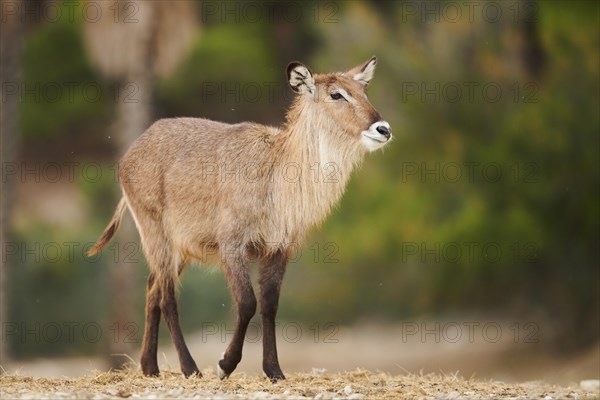 Waterbuck (Kobus defassa) in the dessert, captive, distribution Africa