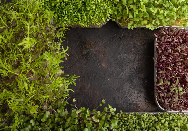 Set of boxes with microgreen sprouts of amaranth, rucola, watercress, mustard, mizuna and kohlrabi cabbage on black concrete background. Top view, flat lay, frame, copy space