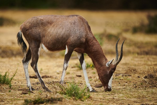 Blesbuck (Damaliscus pygargus phillipsi) in the dessert, captive, distribution Africa