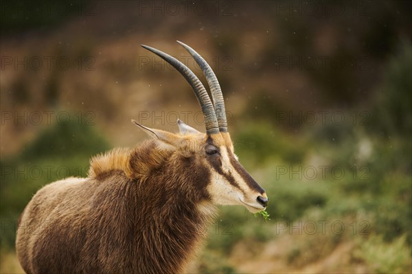 Sable antelope (Hippotragus niger), portrait, in the dessert, captive, distribution Africa