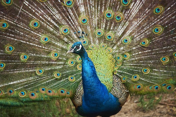 Indian peafowl (Pavo cristatus) doing a cartwheel, spreading its feathers, eyes, France, Europe