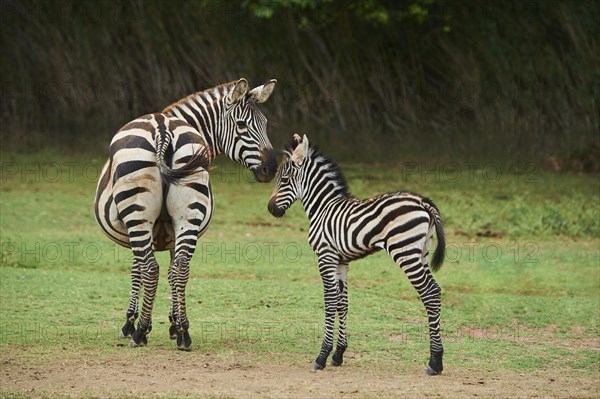 Plains zebra (Equus quagga) mother with foal in the dessert, captive, distribution Africa