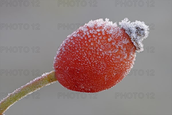 Rosehip with ice crystals