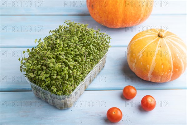 Microgreen sprouts of mustard with pumpkin on blue wooden background. Side view, close up