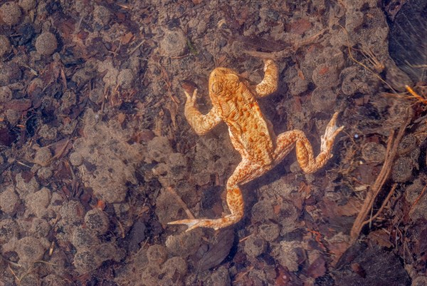 Common toad (Bufo bufo) in a pond during the breeding season in spring. Haut-Rhin, Alsace, Grand Est, France, Europe