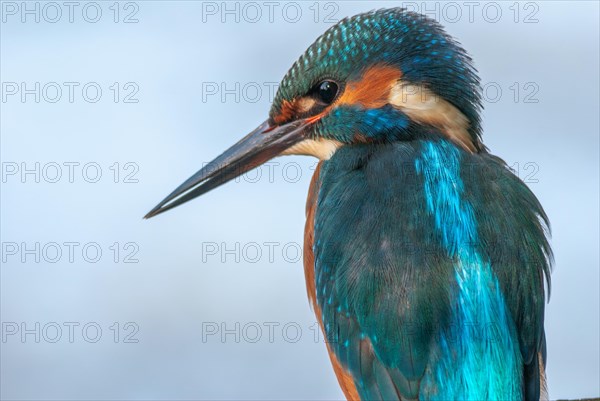 Portrait of a kingfisher (Alcedo athis) sitting on a branch. Bas-Rhin, Alsace, Grand Est, France, Europe