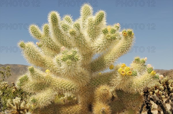 Teddybear Cholla (Cylindropuntia bigelovii), Joshua Tree National Park, Palm Desert, California, USA, North America