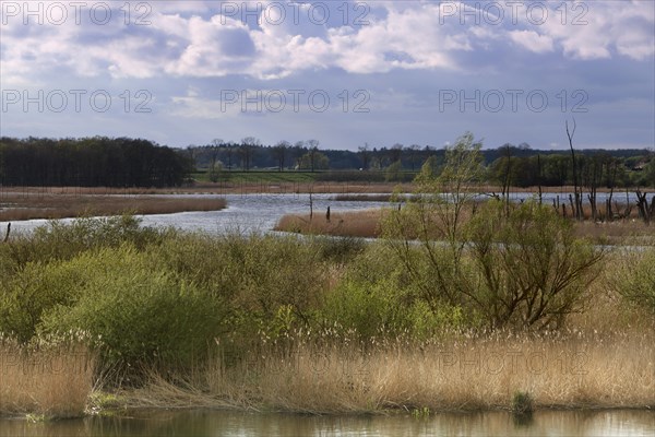 Wetland biotope in the Peene valley, waterlogged meadows, rare habitat for endangered plants and animals, view of the Randow loop of the Peene from the village of Pensin, cut through a meander of the Peene, rewetting of agricultural land, Peene Valley River Landscape nature park Park, Mecklenburg-Western Pomerania, Germany, Europe