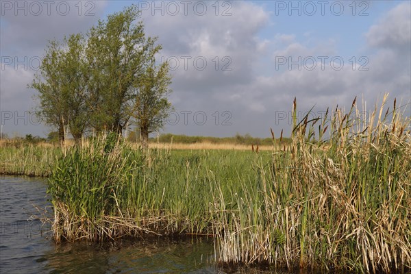 Wetland biotope in the Peene valley, waterlogged meadows, rare habitat for endangered plants and animals, Flusslandschaft Peenetal nature park Park, Mecklenburg-Western Pomerania, Germany, Europe