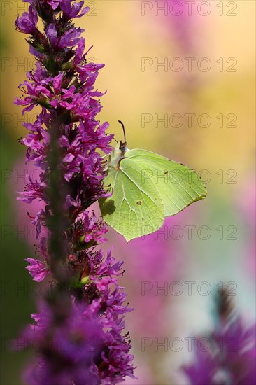 Brimstone (Gonepteryx rhamni) feeding on a flower of purple loosestrife (Lythrum salicaria), Wilnsdorf, North Rhine-Westphalia, Germany, Europe