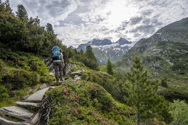 Mountaineer on a hiking trail in a picturesque mountain landscape with alpine roses, mountain peak Grosser Moerchner in the background, Berliner Hoehenweg, Zillertal Alps, Tyrol, Austria, Europe