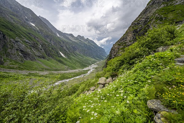 Green mountain valley Floitengrund with mountain stream Floitenbach, Berliner Hoehenweg, Zillertal Alps, Tyrol, Austria, Europe