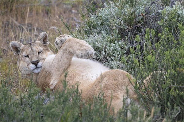 Cougar (Cougar concolor), silver lion, mountain lion, cougar, panther, small cat, lying on its back, Torres del Paine National Park, Patagonia, end of the world, Chile, South America