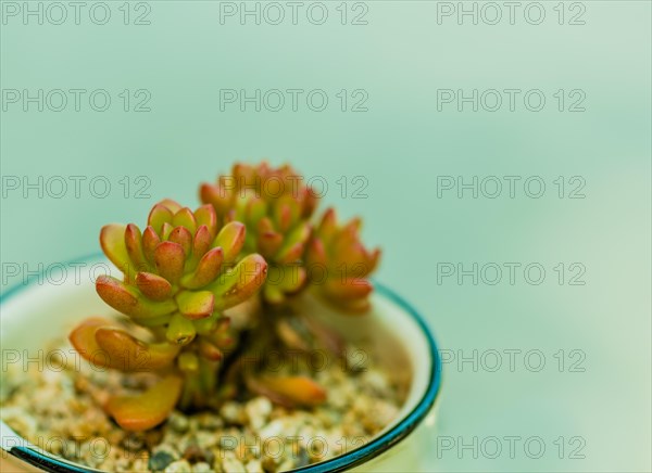 Closeup of green succulent cactus in bowl of brown pebbles with blurred background