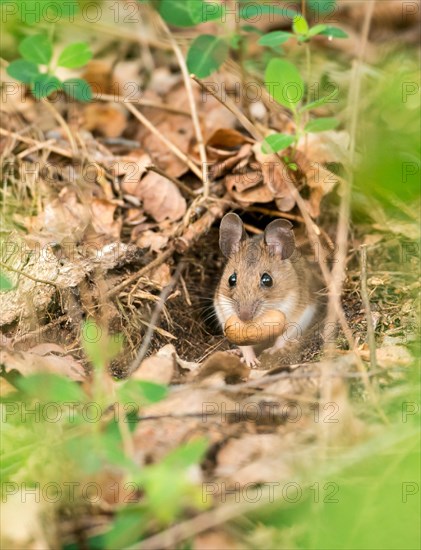 A small mouse, yellow-necked mouse (Apodemus flavicollis), with large ears and large, cute beady eyes peers curiously out of its mouse hole in the forest floor and holds an acorn of the English oak (Quercus robur), also known as summer oak or German oak (Quercus pedunculata) in its mouth, food, hiding place under old leaves and young, green shoots, looking into the camera, Lueneburg Heath, Lower Saxony, Germany, Europe