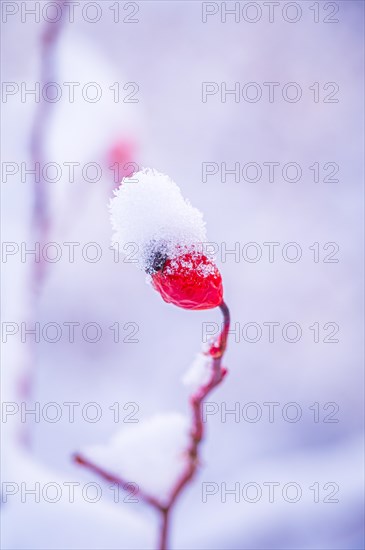 Red rosehip (Rosa canina) covered with snow in winter, Jena, Thuringia, Germany, Europe