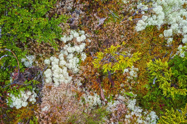 Reindeer lichen (Cladonia rangiferina), black crowberry (Empetrum nigrum), dwarf birch (Betula nana), nature photograph, Tynset, Innlandet, Norway, Europe