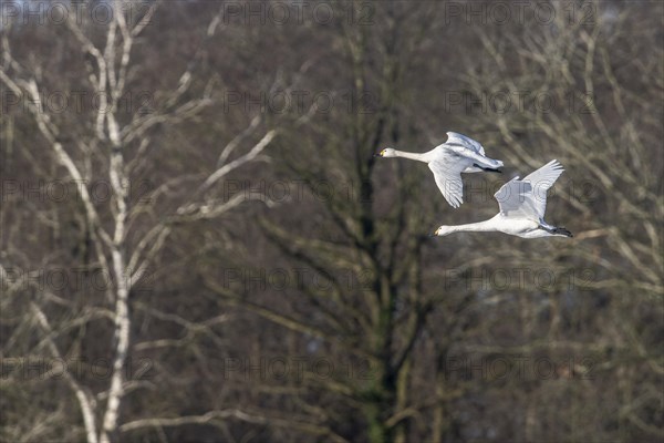 Tundra swans (Cygnus bewickii), flying, Emsland, Lower Saxony, Germany, Europe