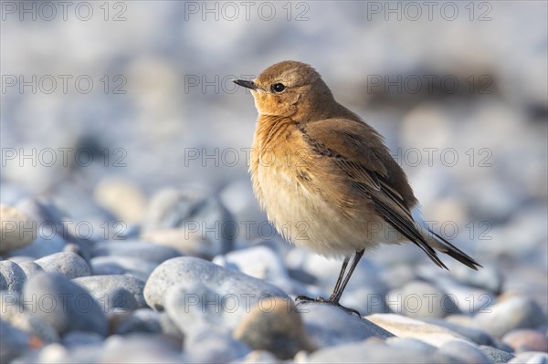 Wheatear