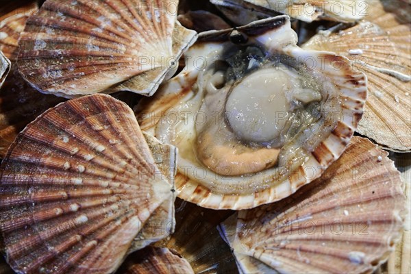 Scallops, Campo de la Pescaria fish market, Rialto market, San Polo neighbourhood, Venice, Veneto, Italy, Europe