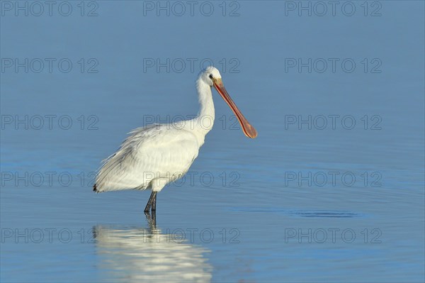 Spoonbill (Platalea leucorodia), young bird looking for food, animal standing in shallow water, Lake Neusiedl National Park, Burgenland, Austria, Europe
