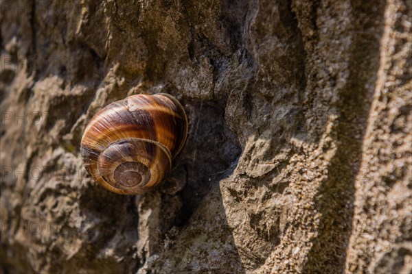 Closeup of snail in sunshine on rough concrete wall