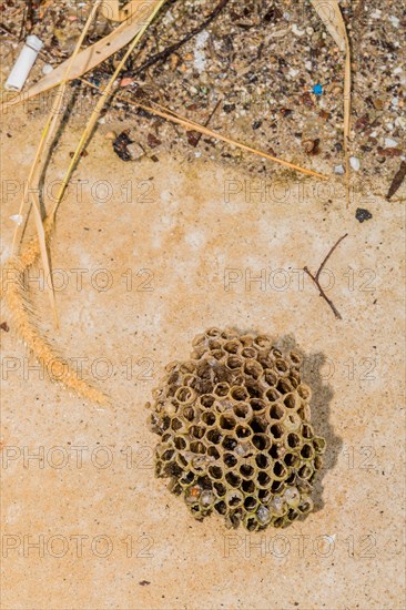 Closeup of wasp nest laying on sidewalk next to weeds and dirt